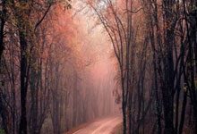 pg模拟器:CBA最佳教练6大候选出炉:王博杨鸣刘炜等竞争 杜锋无缘入围.